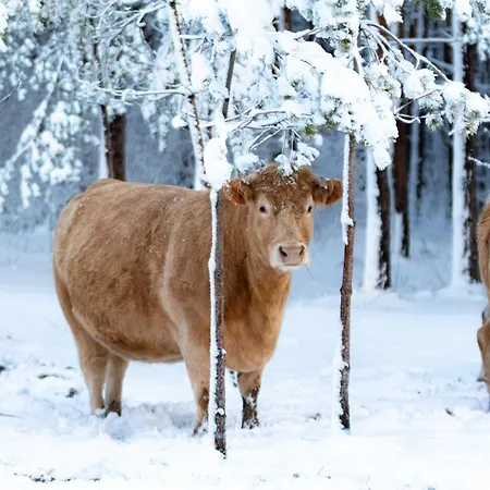 Ranc Crna Stina Tatil Evi *