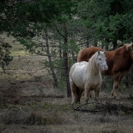 Ranc Crna Stina 利夫诺