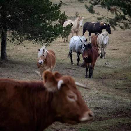 Ranc Crna Stina Tatil Evi